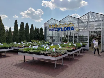 Eko-Flora Gospodarstwo Ogrodnicze Robert i Dorota Gębczyk